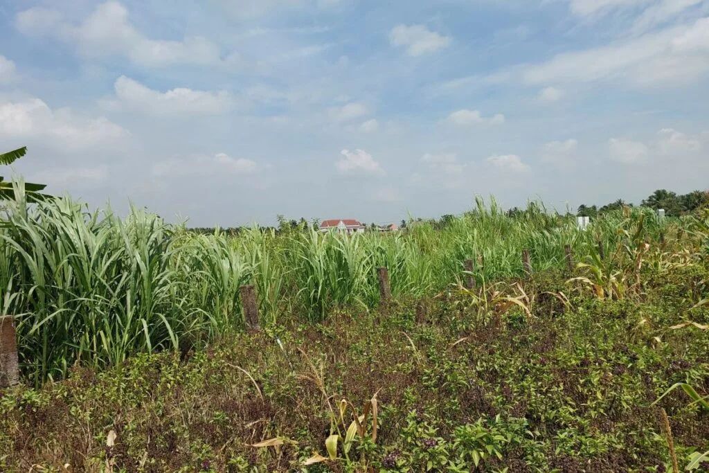 Đất cây lâu năm An Thạnh Thủy 660m², ranh giới rõ ràng, phù hợp đầu tư nông nghiệp